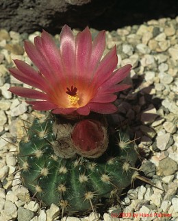 Notocactus cv. submammullosus (rot)